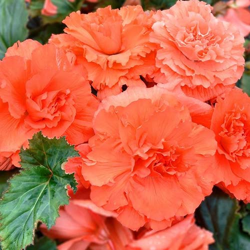 Бегония Коралловый риф F1 Русский огород НК изображение 1 артикул 84118