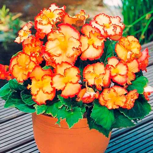 Бегония Криспа Маргината Йеллоу/Ред изображение 1 артикул 76184