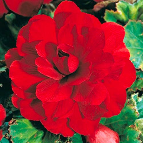 Бегония махровая Ред артикул фото 1 Бегония махровая Ред изображение 1 артикул 70461