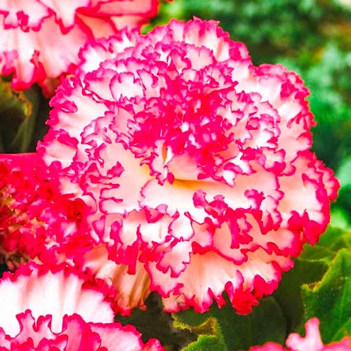 Бегония Мармората Пинк/Вайт изображение 1 артикул 70352