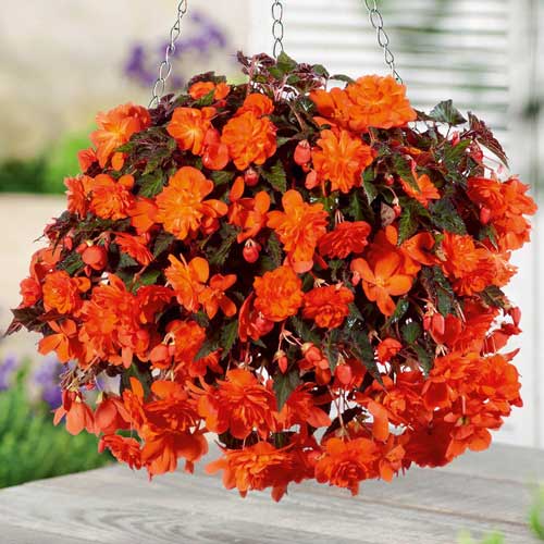 Бегония Пендула Оранж изображение 1 артикул 76189