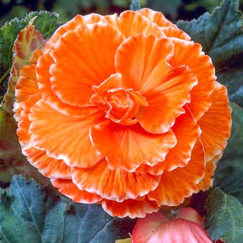 Бегония Пикоти Лейс Оранж изображение 1 артикул 76032