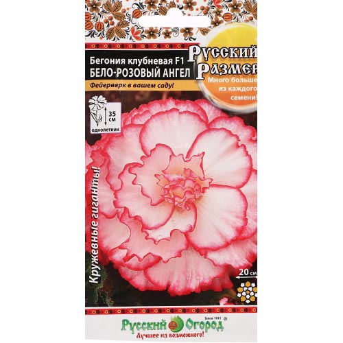 Бегония Русский Размер Бело-розовый ангел F1 НК изображение 1 артикул 92468