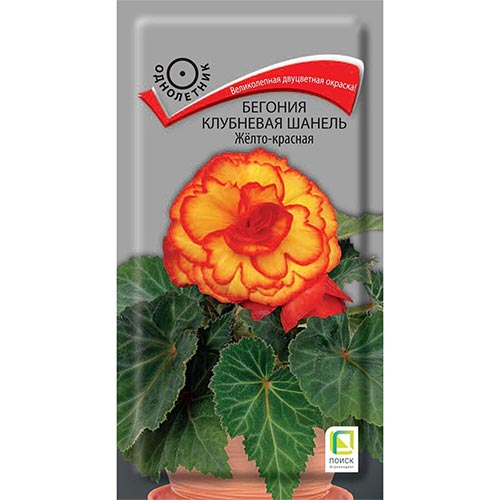 Бегония Шанель Желто-красная Поиск изображение 1 артикул 92914