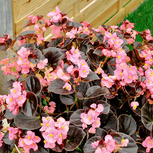 Бегония Шоколадная роза F1 Premium Seeds изображение 1 артикул 83894