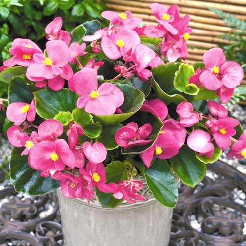 Бегония вечноцветущая Аккорд F1 изображение 1 артикул 66021