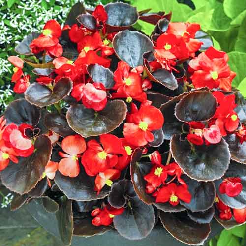 Бегония вечноцветущая Аккорд Пурпурная F1, семена изображение 1 артикул 65940