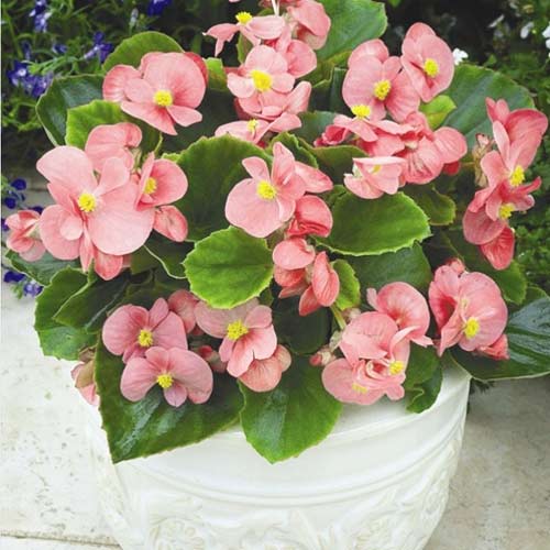 Бегония вечноцветущая Амбассадор Пинк F1, семена  артикул фото 1 Бегония вечноцветущая Амбассадор Пинк F1, семена  изображение 1 артикул 66023