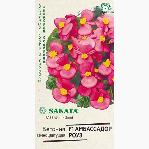 Бегония вечноцветущая Амбассадор Роуз F1 Гавриш изображение 1 артикул 97611