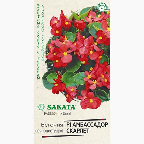 Бегония вечноцветущая Амбассадор Скарлет F1 Гавриш изображение 1 артикул 97612