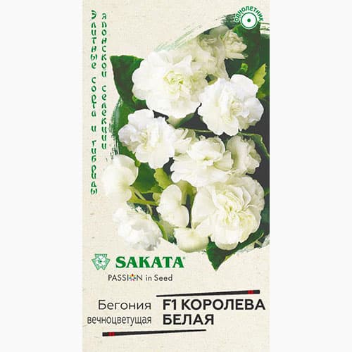 Бегония вечноцветущая Королева белая F1 Гавриш изображение 1 артикул 97613