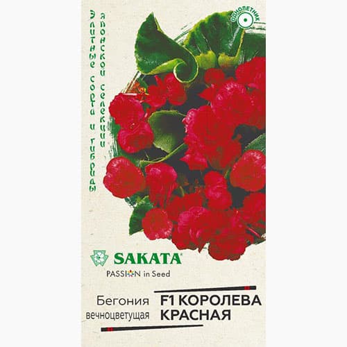 Бегония вечноцветущая Королева красная F1 Гавриш изображение 1 артикул 97614