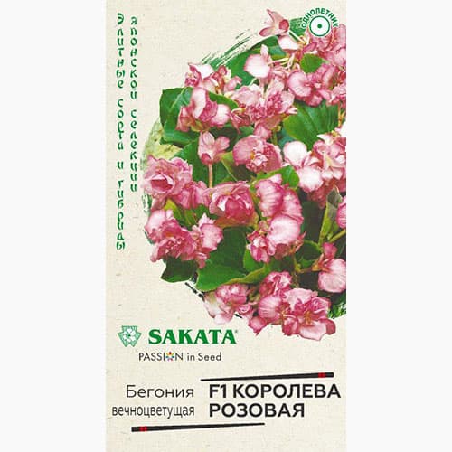 Бегония вечноцветущая Королева розовая F1 Гавриш изображение 1 артикул 97615