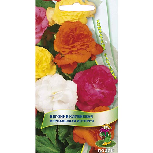 Бегония Версальская история, смесь окрасок Поиск изображение 1 артикул 92910
