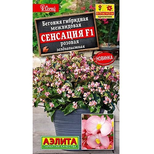 Бегония зеленолистная розовая Сенсация F1 Аэлита изображение 1 артикул 98889