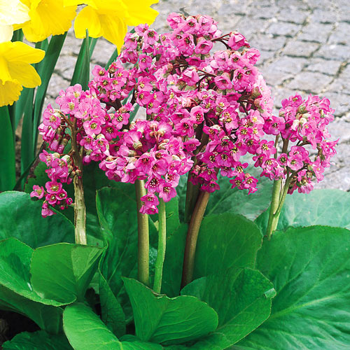 Бадан Винтерглод изображение 1 артикул 6178