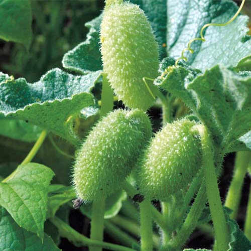 Бешеный огурец изображение 1 артикул 71896