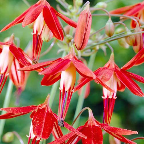 Бессера Элеганс изображение 1 артикул 76194