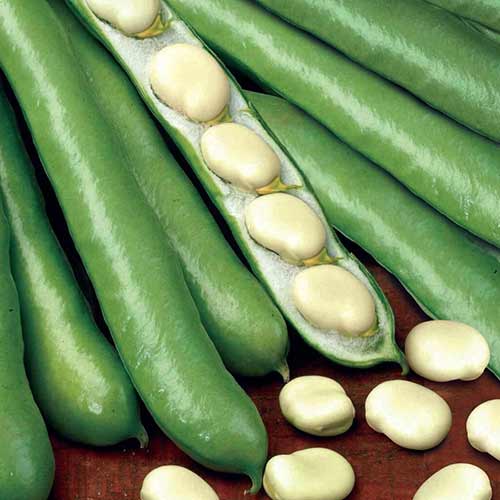 Бобы Детский восторг Седек артикул фото 1 Бобы Детский восторг Седек изображение 1 артикул 84868