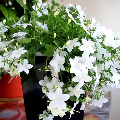 Броваллия Сильвер Белл артикул фото 1 Броваллия Сильвер Белл изображение 1 артикул 66032