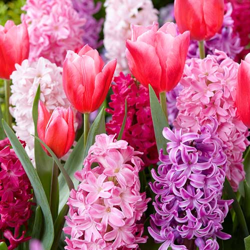 Суперпредложение! Комплект тюльпанов Грейга, гиацинтов из 14-ти луковиц изображение 1 артикул 67904