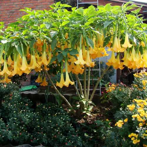 Бругмансия Аромагия желтая изображение 1 артикул 66034