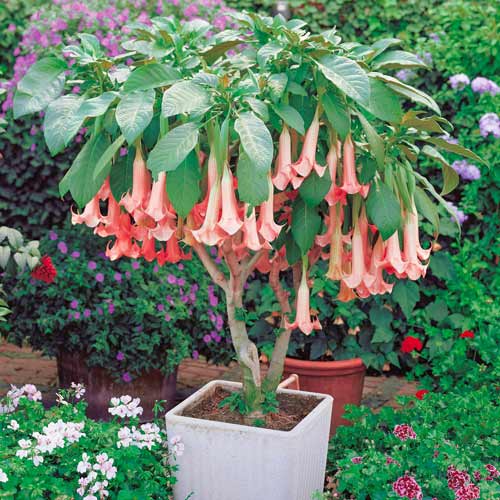 Бругмансия Пинк изображение 1 артикул 76640