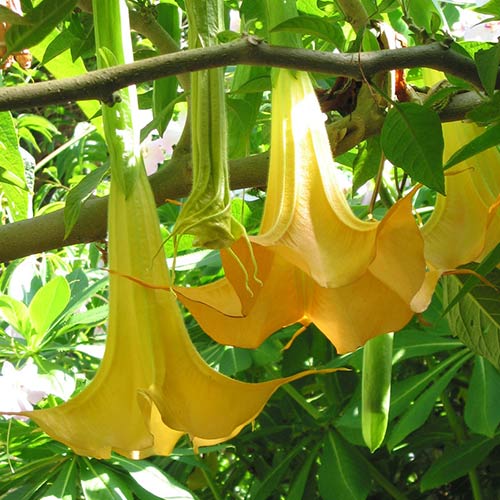 Бругмансия Йеллоу изображение 1 артикул 76639