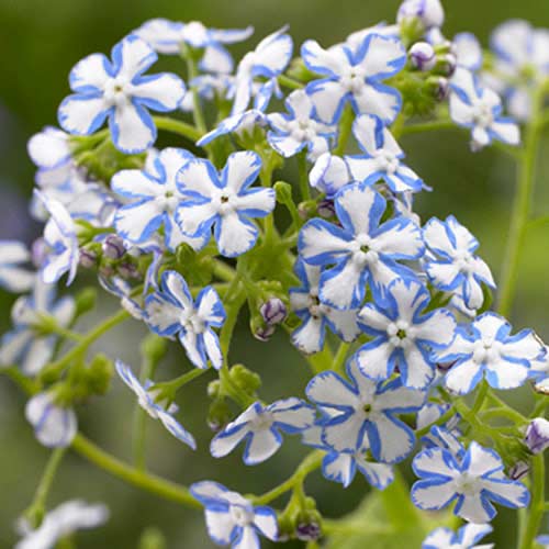 Бруннера крупнолистная Старри Айс артикул фото 1 Бруннера крупнолистная Старри Айс изображение 1 артикул 70361