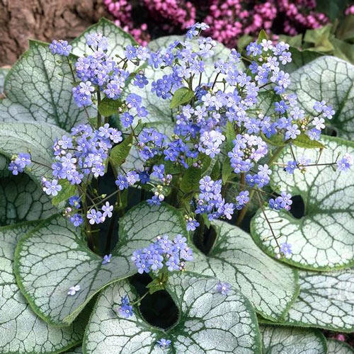 Бруннера Джек Фрост изображение 1 артикул 6179