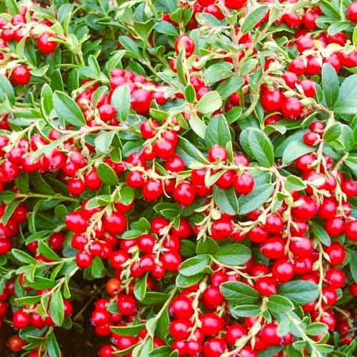 Брусника Коралл изображение 1 артикул 9207