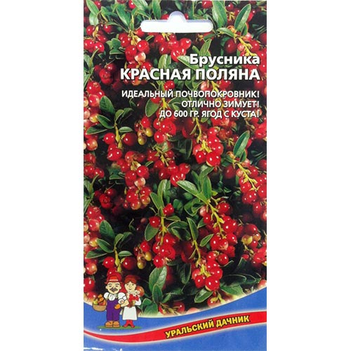 Брусника Красная поляна Уральский дачник изображение 1 артикул 94477