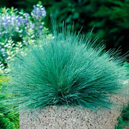 Булавоносец седоватый Спайки Блю изображение 1 артикул 66305