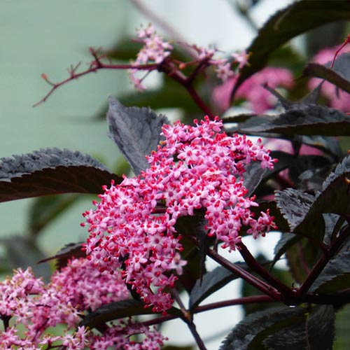 Бузина черная Блэк Бьюти изображение 1 артикул 01018