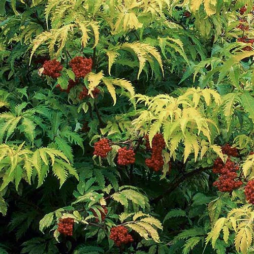 Бузина красная Сатерлэнд Голд изображение 1 артикул 01017