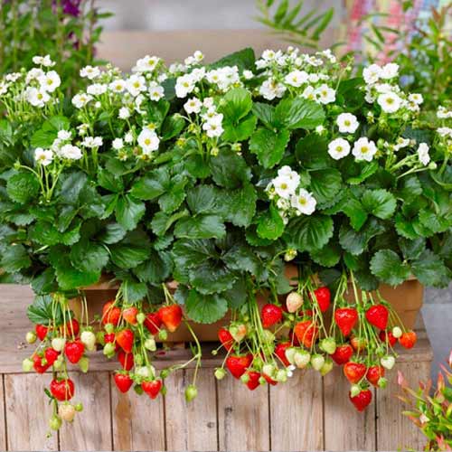 Земляника ремонтантная (крупноплодная) Ампельная изображение 1 артикул 9823