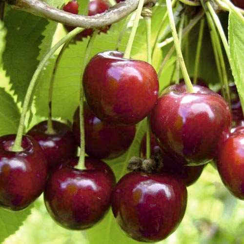 Черешня Кармен изображение 1 артикул 9375_1