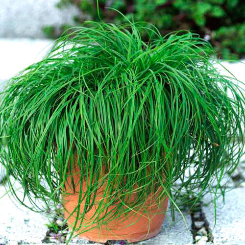 Осока Зе Битлз артикул фото 1 Осока Зе Битлз изображение 1 артикул 6184