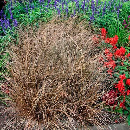 Осока Браун Форм артикул фото 1 Осока Браун Форм изображение 1 артикул 6185