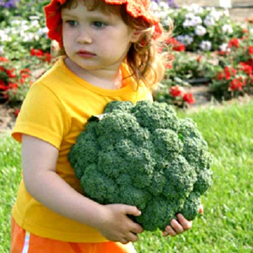Капуста Брокколи РР F1, семена изображение 1 артикул 7713