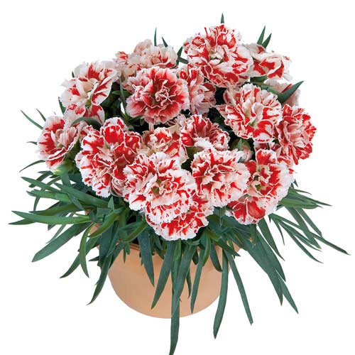 Гвоздика садовая Изящество, плазменные семена изображение 1 артикул 58051