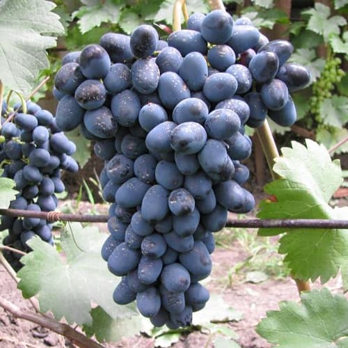 Виноград кишмиш Венгерский изображение 1 артикул 9650