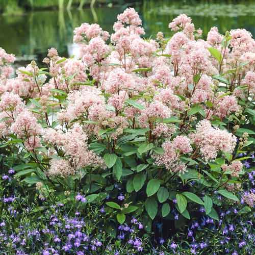 Цеанотус Мари Симон изображение 1 артикул 9526