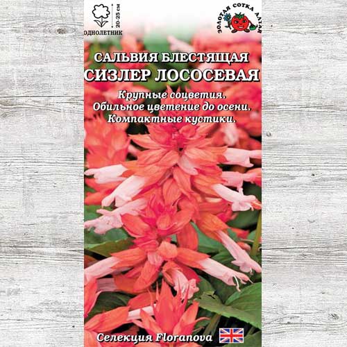 Целозия Фест Флейм Пурпл изображение 1 артикул 83681