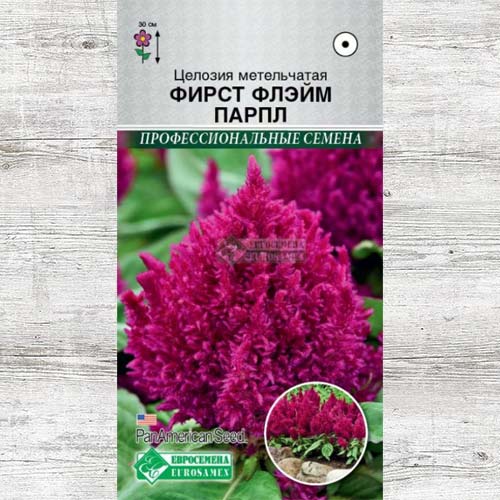 Целозия Фирст Флэйм Парпл изображение 1 артикул 83473
