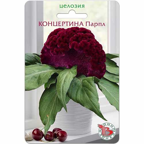 Целозия гребенчатая Концертина Парпл Биотехника артикул фото 1 Целозия гребенчатая Концертина Парпл Биотехника изображение 1 артикул 74976