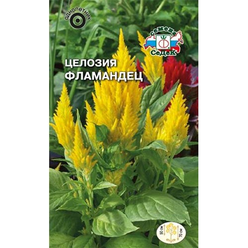 Целозия перистая Фламандец Седек изображение 1 артикул 93999