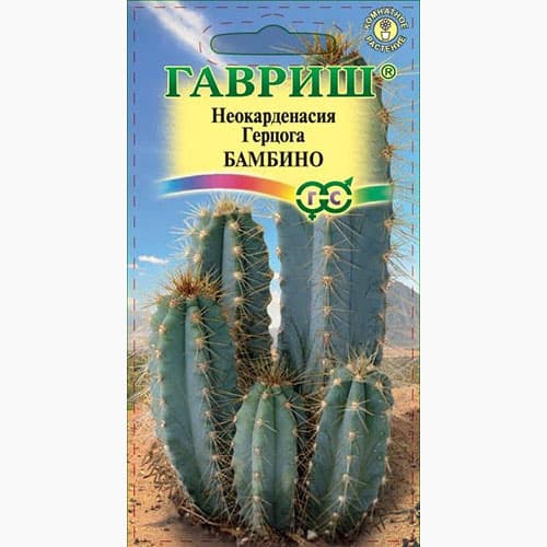 Цереус (кактус) перуанский Бамбино Гавриш артикул фото 1 Цереус (кактус) перуанский Бамбино Гавриш изображение 1 артикул 97823