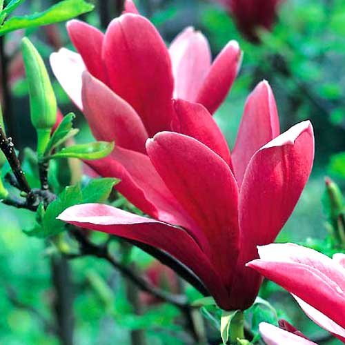 Магнолия Нигра изображение 1 артикул 5150