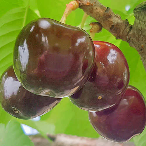 Черешня Бычье сердце изображение 1 артикул 7026